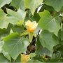 Liriodendron tulipifera blad
